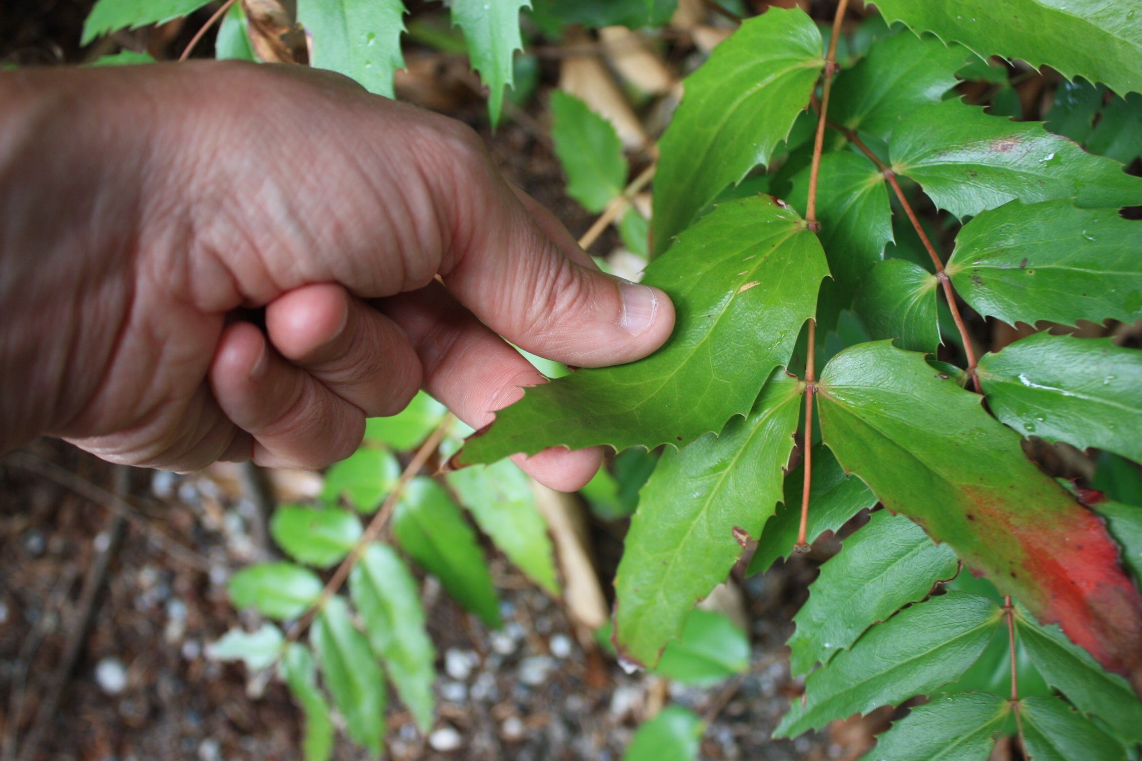 Jardin tactile